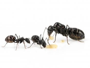 Camponotus micans